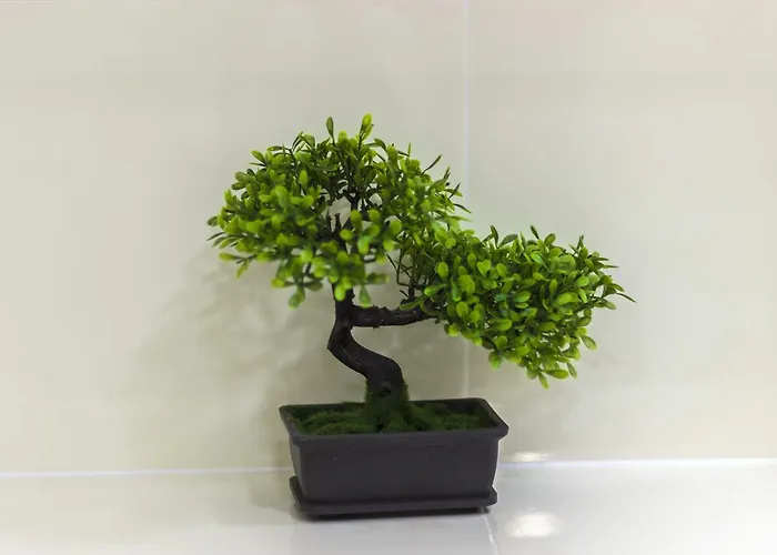 Cherry-old Town Daire