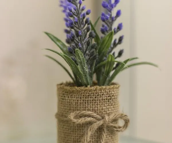 Cherry-old Town Daire Split